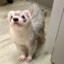 i punt weasels