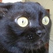 Harmless - steam id 76561197960823577