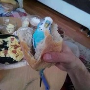 yolotürK* avatar