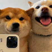 蛋蛋