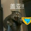 盖亚喵i