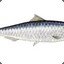 Sardinel