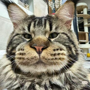 橙黄骑士海绵宝宝