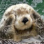 seaotterr