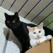 仿生电子北京人会梦到豆汁