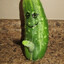 Дикий Огурец
