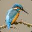 KingFisher-Here-