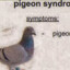 Pigeon syndrom