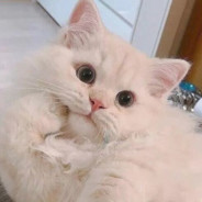 翻车花园派大星