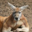 Kangaroo