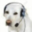 perro naco