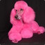 pinkpoodleslayer