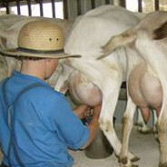 Amish Goat Milker