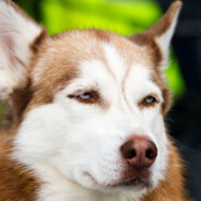 曼基康会喜欢哈士奇