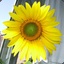 SummerSunflowers