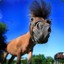 Petit PoneY