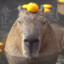 KING_Capybara