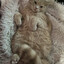 UltimateDoomCat