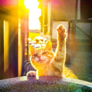 她与晚风皆过客