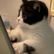 仿膳首席佛跳楼