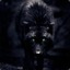 Black Wolf (╬)