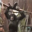 Ape gun stiùireadh