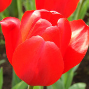 Вікторович 