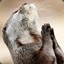 The Religious Otter