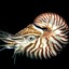 ๑Nautilus๑