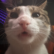 rav - steam id 76561199437086996