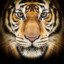 TIGER_1