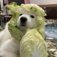 玛卡巴卡