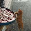 偷鱼猫！