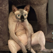 kitteh -2