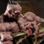 Goro