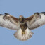 BUZZARD