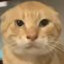 Round-headed cat
