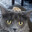 Zazami Steam avatar