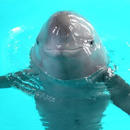 PacificDolphin