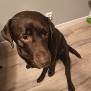 filjago2555 skins.army