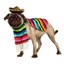 mariachi dog