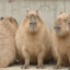 CAPYBARA topik yooma.su