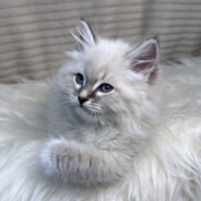 playboy roku co roku