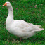 Гусь