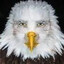 marvin beak