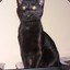 ShadowBandit