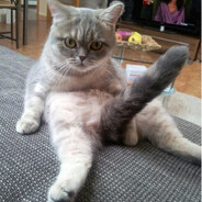 Mr.Gato