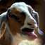 screaming goat(lf free fenec)