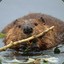 Buffy The Beaver