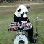 PercussionistPandaG